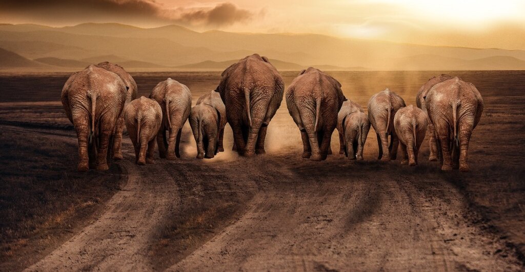 A line of elephants block the road. 
