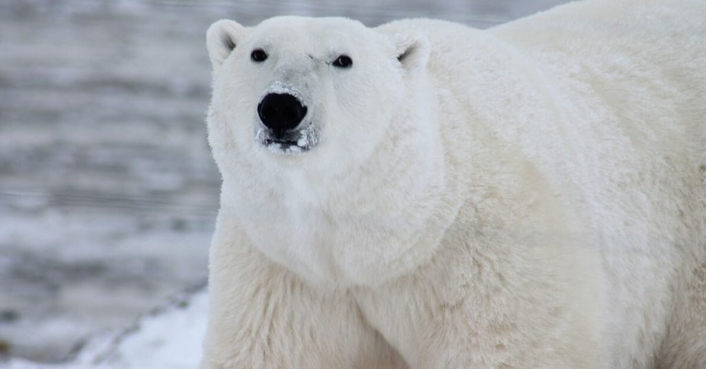 A polar bear