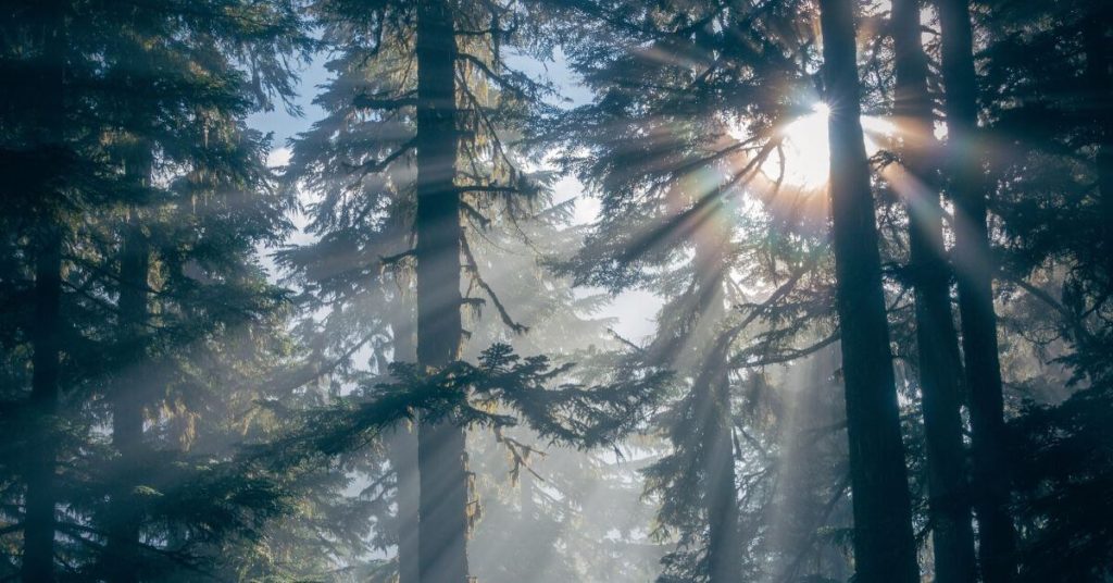 A photograph of sunlight shining through pine trees.
