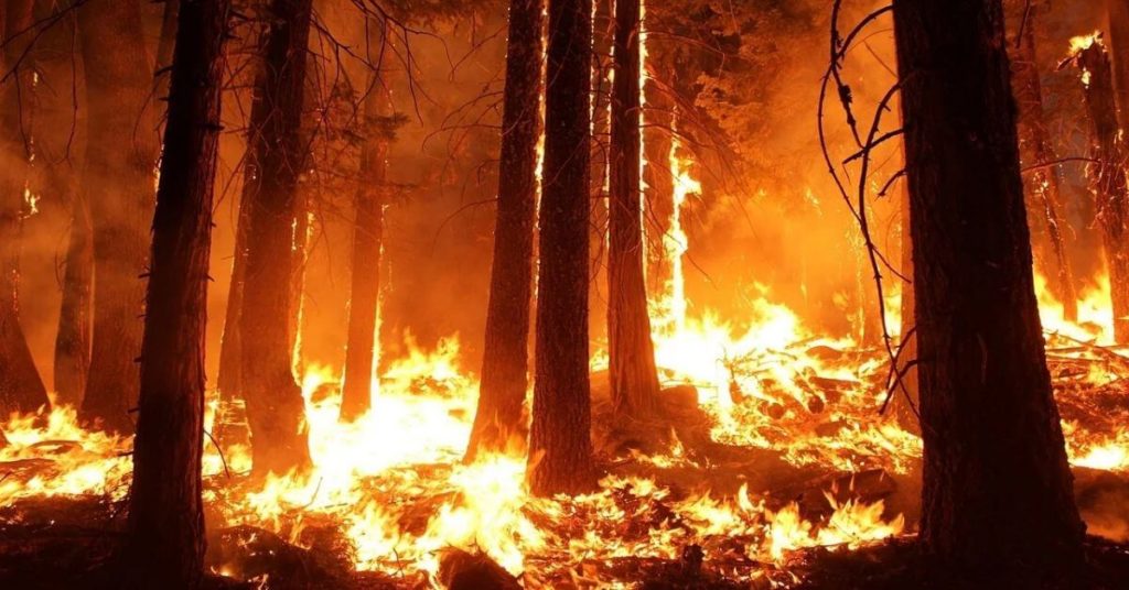 A photograph of trees burning in a wildfire
