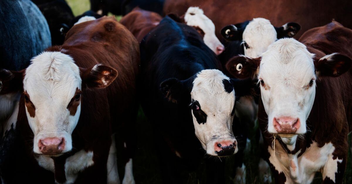Chad 'repaying $100m debt to Angola with cattle'