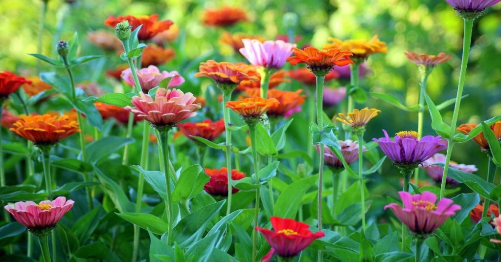 A close up of a flower garden