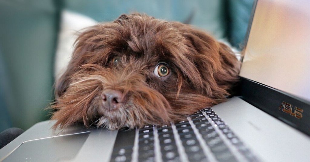 Dog with computer