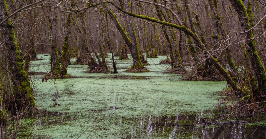 A photograph of a watery swamp.
