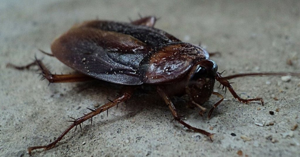 A cockroach on a sidewalk