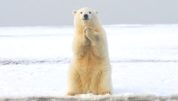 A polar bear standing on his hind legs