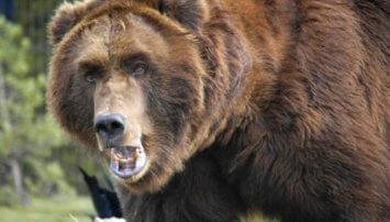 yellowstone national park, grizzly bear