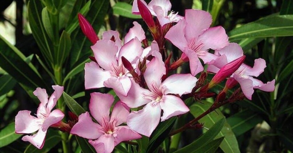 Oleandrin is a deadly plant poison, not a COVID-19 cure