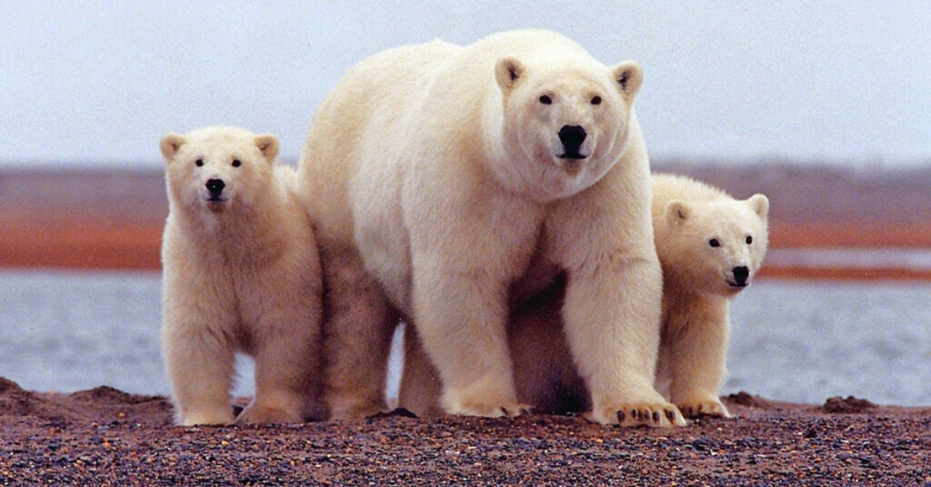 A polar bear keeps close to her young along the Beaufort Sea coast in Arctic National Wildlife Refuge. 