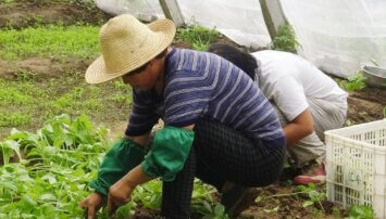 Farm workers working in a greenhouse